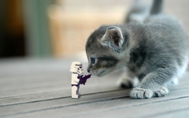 cat legos2